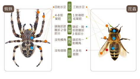 蜘蛛出現在家裡|蛛事吉祥——家中常見蜘蛛篇